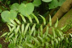 Arthropteris tenella. Mature fertile frond bearing lobed primary pinnae.
 Image: L.R. Perrie © Leon Perrie CC BY-NC 3.0 NZ